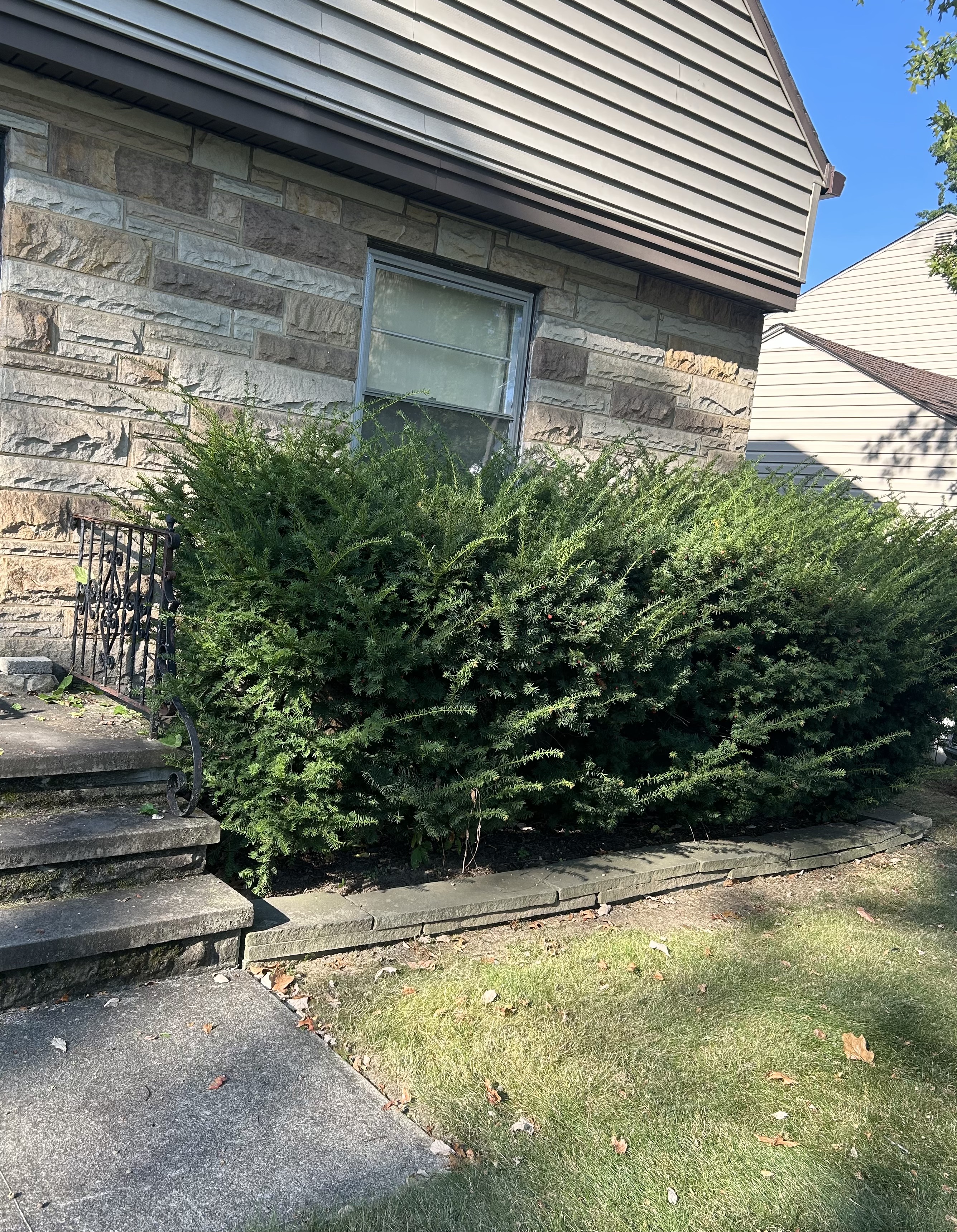 Before professional landscaping service in Parma Ohio